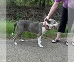 Small American Pit Bull Terrier Mix