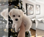 Small Photo #5 Maltese Puppy For Sale in HARRISONBURG, VA, USA