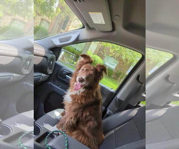 Medium Photo #1 Border Collie-Unknown Mix Puppy For Sale in Rockwall, TX, USA