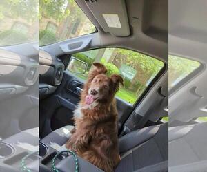 Border Collie-Unknown Mix Dogs for adoption in Rockwall, TX, USA