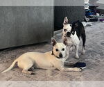 Small #3 Chihuahua Mix