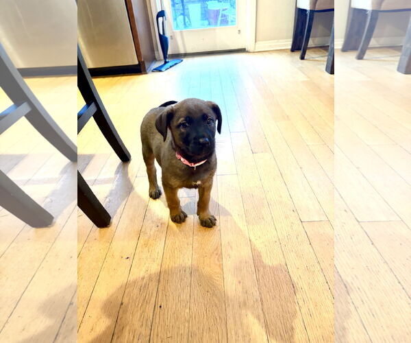 Medium Photo #7 Mutt Puppy For Sale in San Diego, CA, USA