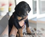Small Photo #1 Doberman Pinscher Puppy For Sale in COLLEGE HEIGHTS DURANGO, CO, USA