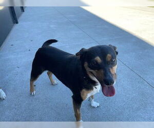 Mutt Dogs for adoption in San Martin, CA, USA