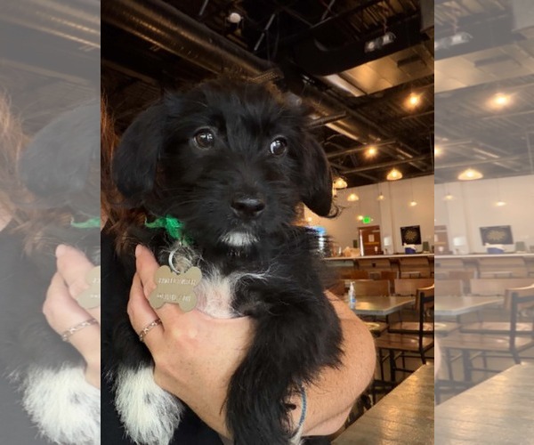 Medium Photo #2 Dachshund-Unknown Mix Puppy For Sale in Holly Springs, NC, USA