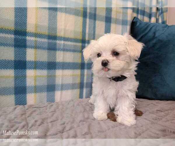 Medium Photo #4 Maltese Puppy For Sale in OCALA, FL, USA