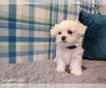 Small #2 Maltese