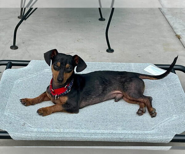 Medium Photo #2 Doxie-Pin Puppy For Sale in Myrtle Beach, SC, USA