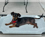 Small #1 Doxie-Pin