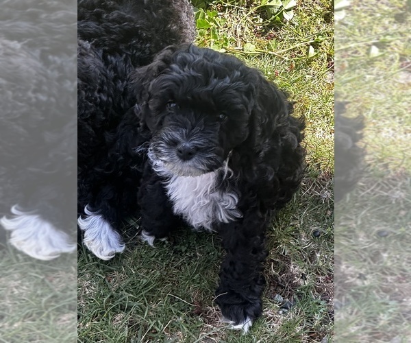 Medium Photo #1 Cavapoo (Miniature) Puppy For Sale in MEDFORD, OR, USA