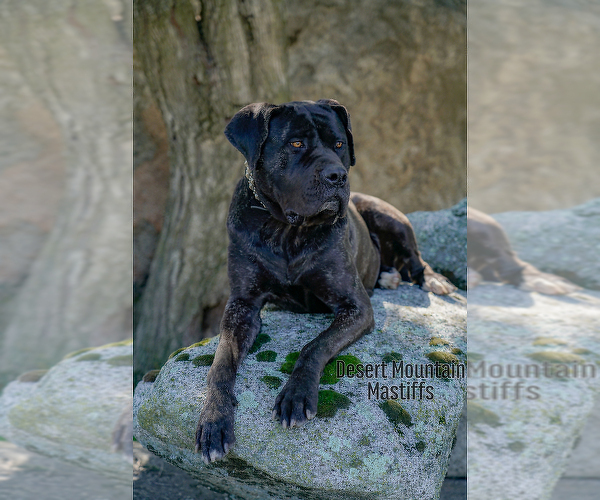 Medium Photo #4 Mastiff Puppy For Sale in HEMET, CA, USA