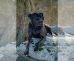 Small Photo #4 Mastiff Puppy For Sale in HEMET, CA, USA