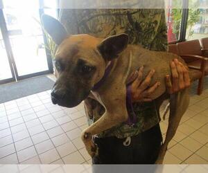 Black Mouth Cur-Unknown Mix Dogs for adoption in Ocala, FL, USA