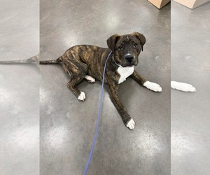 Boxer-Unknown Mix Dogs for adoption in Duluth, MN, USA