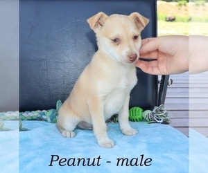 Rattle Puppy for sale in CLARKRANGE, TN, USA