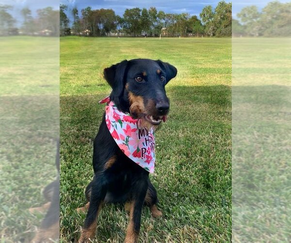 Medium Photo #3 Mutt Puppy For Sale in San Leon, TX, USA