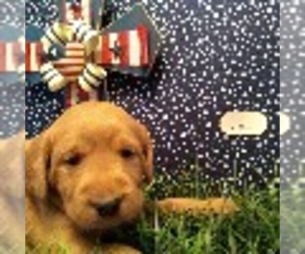 Medium Photo #2 Labradoodle Puppy For Sale in NASHVILLE, NC, USA