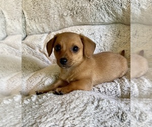 Dachshund Puppy for Sale in DAWSONVILLE, Georgia USA