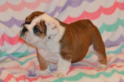 Medium Photo #6 Bulldog Puppy For Sale in CHINO HILLS, CA, USA