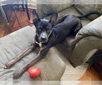 Small #3 Australian Kelpie Mix
