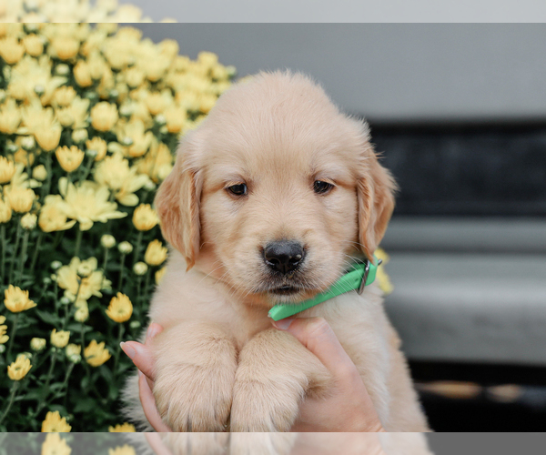 Medium Photo #5 Golden Retriever Puppy For Sale in LIBERTY, KY, USA