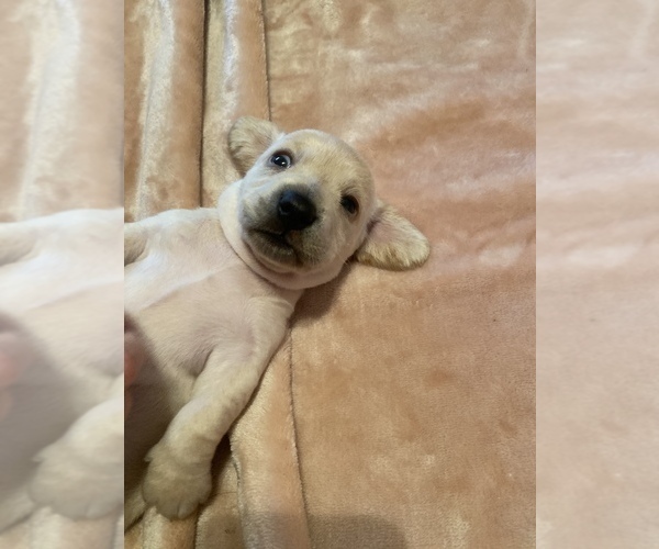 Medium Photo #3 Dachshund Puppy For Sale in DENHAM SPRINGS, LA, USA