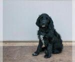 Small #2 Labrador Retriever-Wirehaired Pointing Griffon Mix