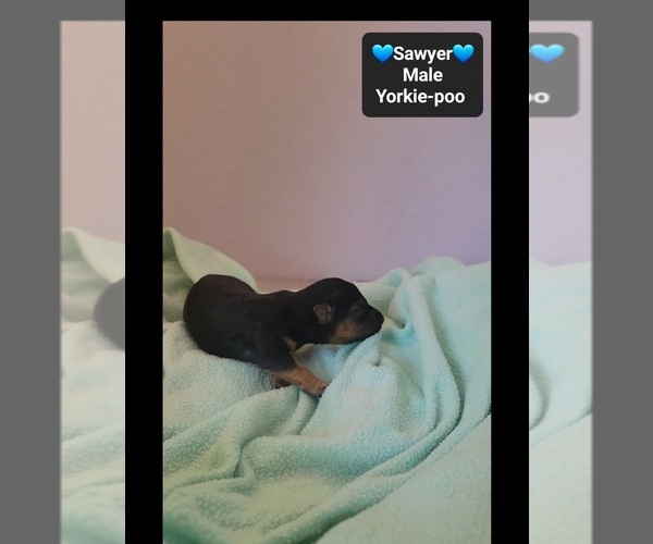 Medium Photo #3 Yorkipoo Puppy For Sale in TUCSON, AZ, USA
