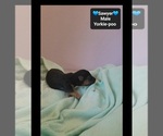Small #2 Yorkipoo