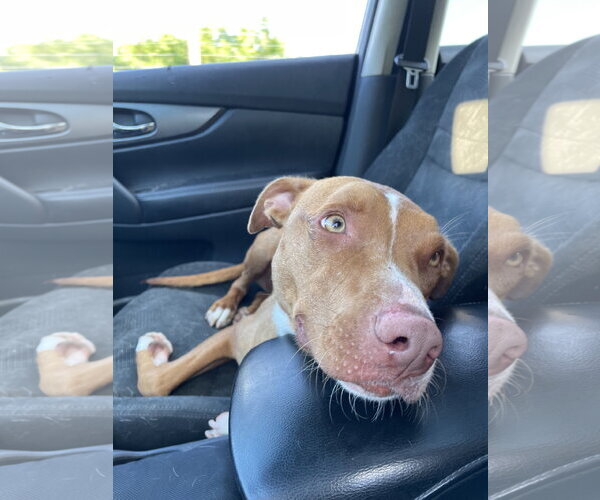 Medium Photo #18 American Pit Bull Terrier-Blue Lacy Mix Puppy For Sale in Rockaway, NJ, USA