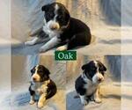 Small #9 Border Collie