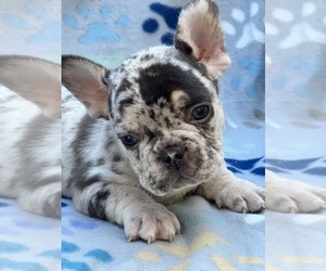 French Bulldog Puppy for sale in SACRAMENTO, CA, USA