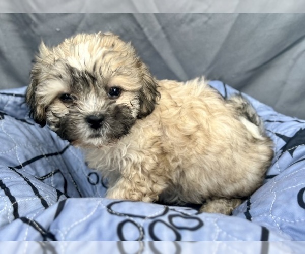 Medium Photo #2 Zuchon Puppy For Sale in RENO, NV, USA