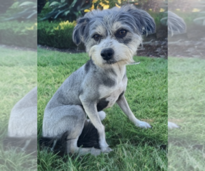 Bojangles - Male Mutt Dog for Adoption - Photo #4