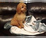 Small Photo #13 Cavapoo Puppy For Sale in COPPERAS COVE, TX, USA