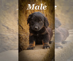 Puppy Puppy 3 Labrador Retriever