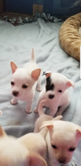 Chiranian Puppy for sale in KOKOMO, IN, USA
