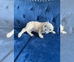 Small Photo #16 French Bulldog Puppy For Sale in CHICAGO, IL, USA