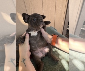 French Bulldog Puppy for sale in MADERA, CA, USA