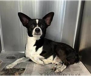 Chihuahua Dogs for adoption in San Antonio, TX, USA
