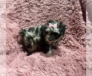 Poodle (Toy) Puppy for sale in BELTON, MO, USA