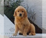 Bella - Female Golden Retriever Puppy for Sale - Photo #2