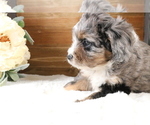 Small Photo #106 Aussiedoodle Miniature  Puppy For Sale in STAFFORD, VA, USA