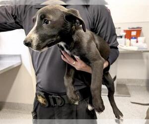 Labrador Retriever-Unknown Mix Dogs for adoption in Houston, TX, USA