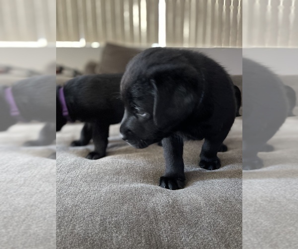 Medium Photo #5 Labrador Retriever Puppy For Sale in PERRIS, CA, USA