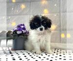 Small Papillon