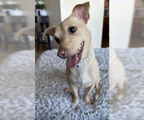 Medium Photo #2 Chihuahua Puppy For Sale in Oakley, CA, USA