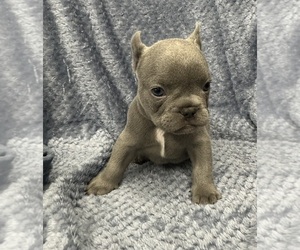 French Bulldog Puppy for sale in THORNTON, CO, USA