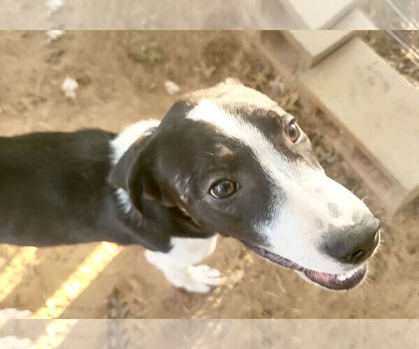 Medium Photo #6 Great Pyrenees Puppy For Sale in Spring, TX, USA