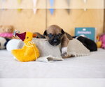 Small #3 French Bulldog